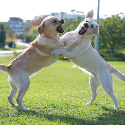 Dos perros ritualizando: ambos parados en dos patas y gruñéndose, aunque sin agredirse