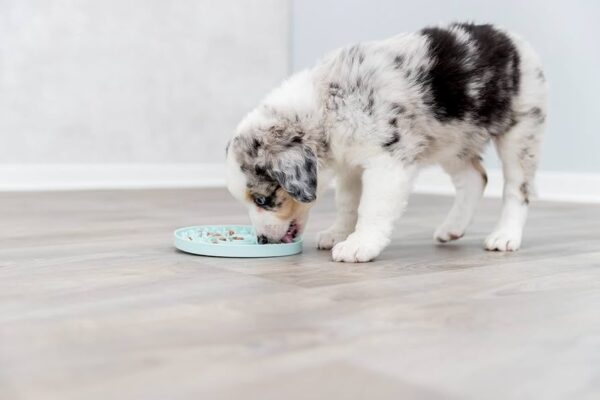 bandeja-lamer-trixie-junior-perro2